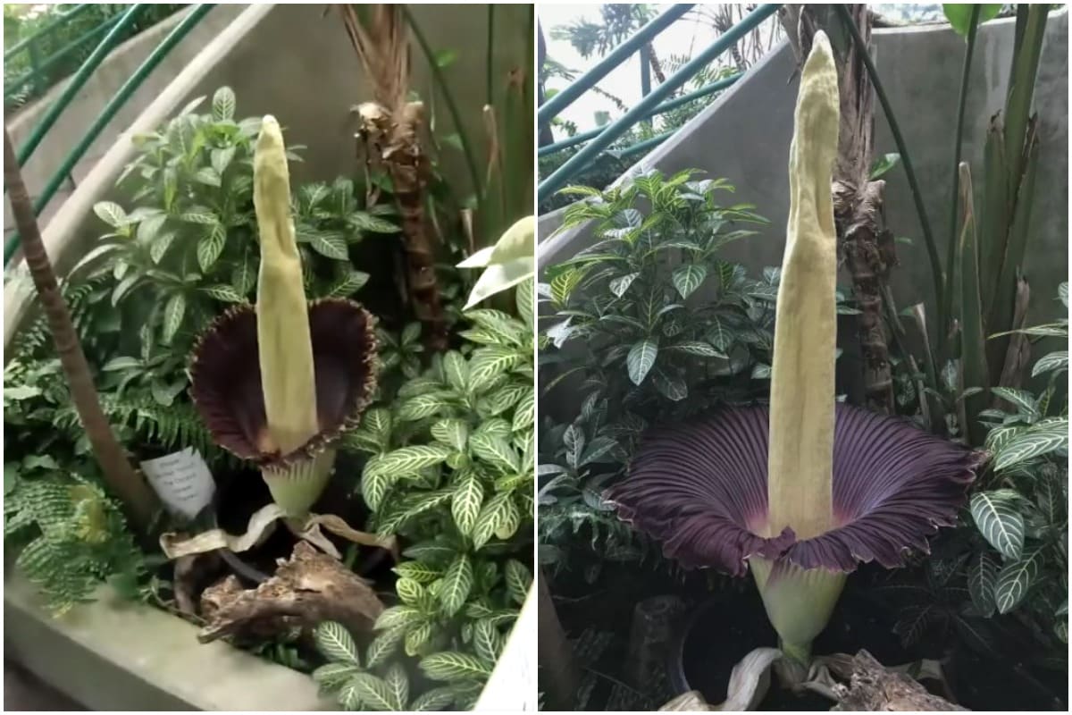 Rare 'Corpse Flower' That Smells Like Rotting Flesh Blooms in US Zoo Ahead of Halloween 2020