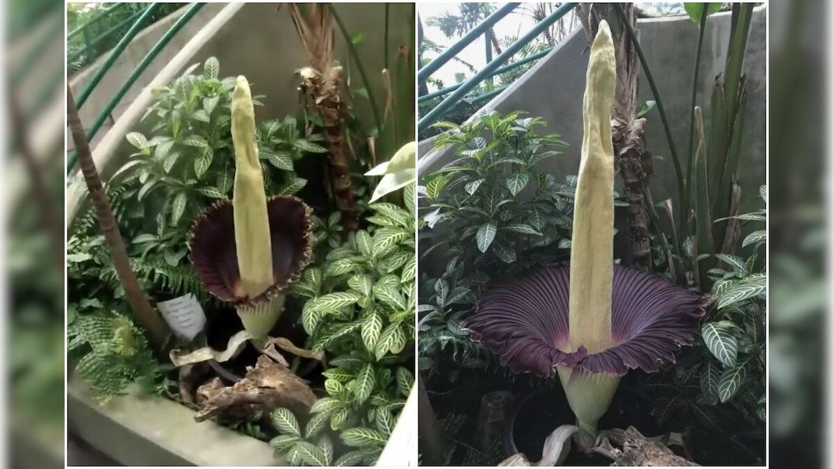 Rare 'Corpse Flower' That Smells Like Rotting Flesh Blooms in US Zoo