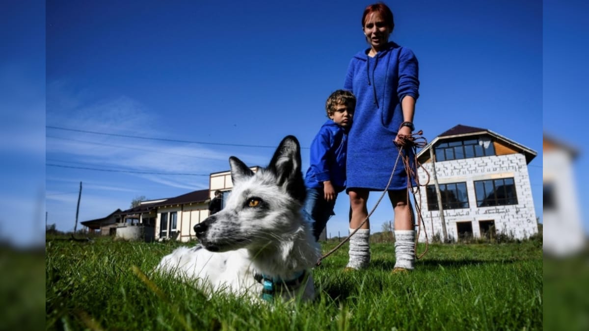 Siberian Scientists Replace Canines With Foxes as Pets to Study Domestication of Wild Animals