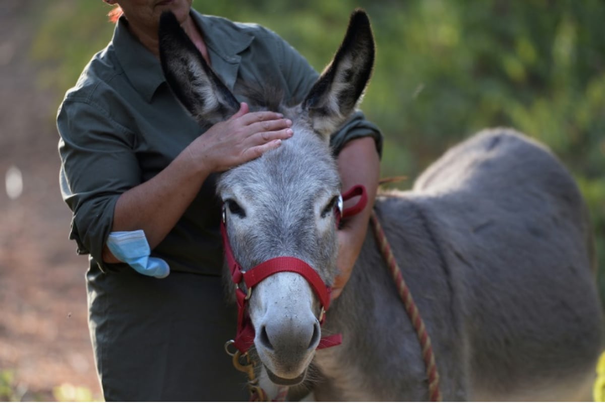 Read more about the article Animal Remedy With Donkeys is Serving to Spain’s Covid-19 Medical doctors Cope Throughout Pandemic