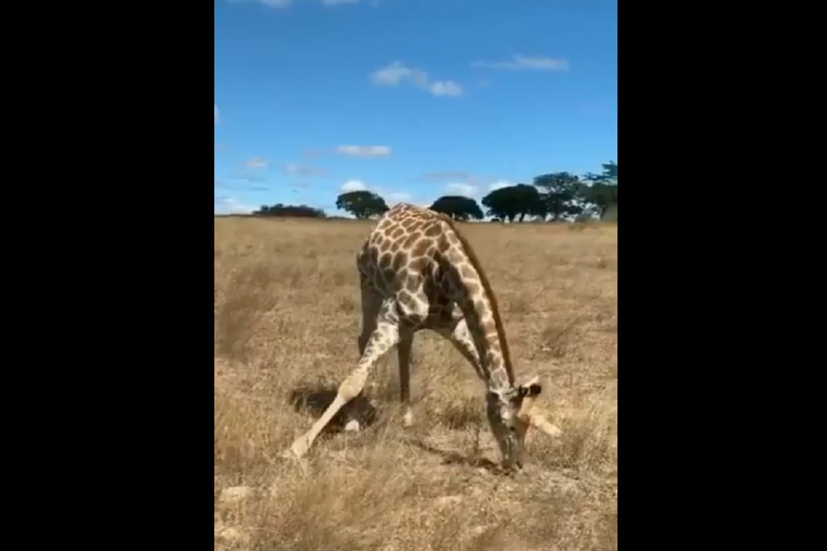 giraffes eating