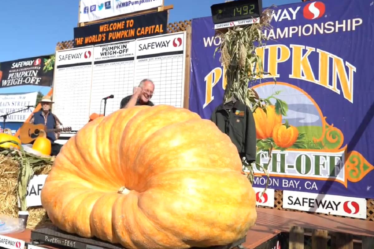 Unbelievable! Minnesota Man Grows Pumpkin Weighing 1065 kgs, Bags First Prize at Contest