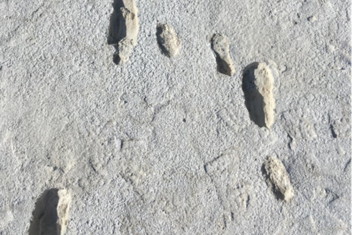 Oldest Traces of Fossilised Human Footsteps Discovered in New Mexico