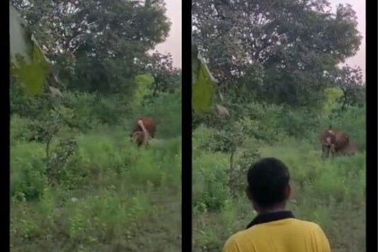 Video grab from Gujarat's Gir forest.
(Credit: Twitter) Video grab from Gujarat's Gir forest.
(Credit: Twitter)