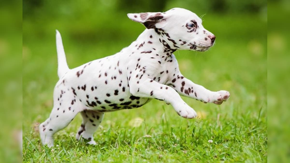 Animal Lover Rushes to Rescue 'Injured' Dalmatian. What She Finds Out will Amuse You