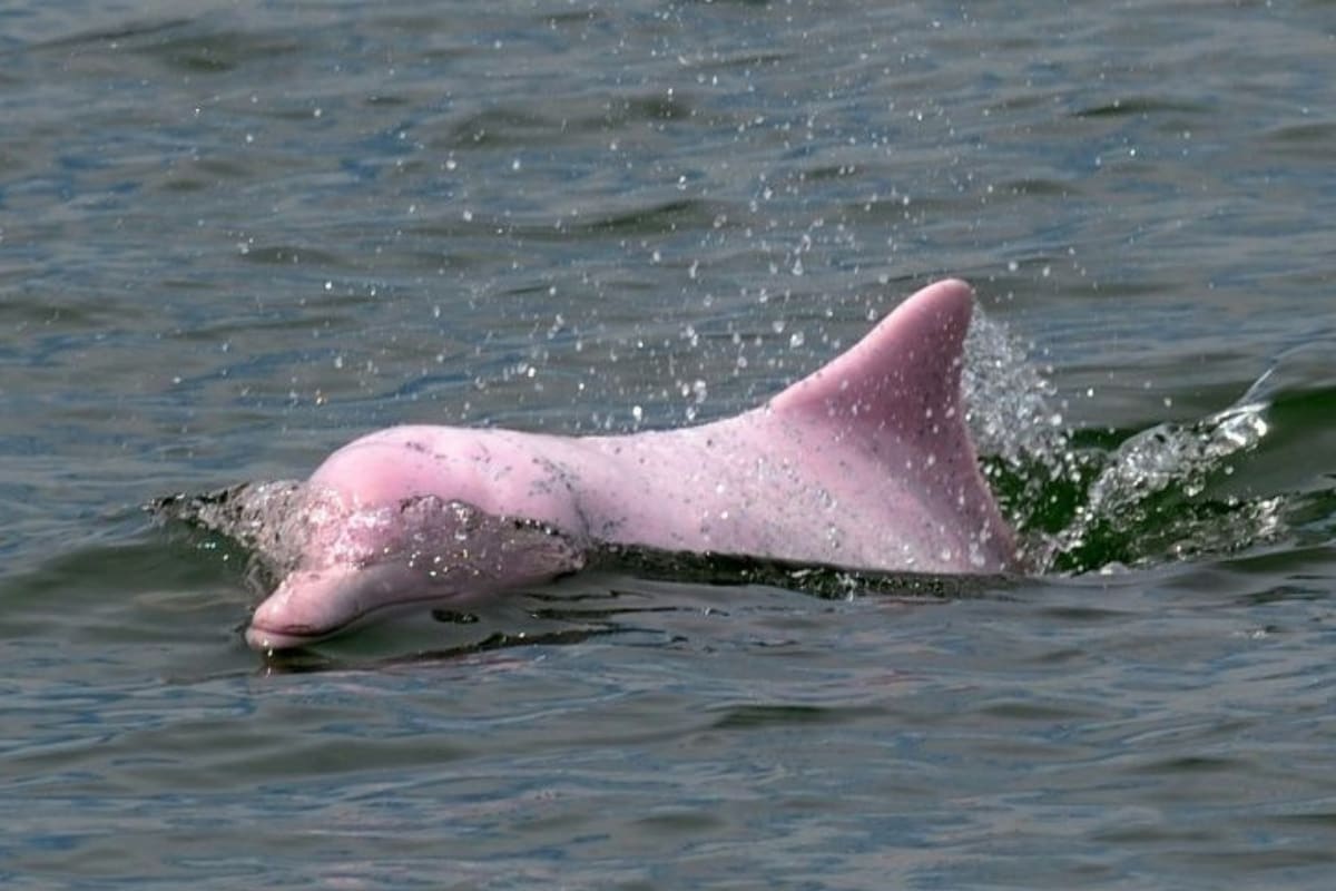 Rare Pink Dolphins Reappear as Pandemic Halts Ferries in Hong Kong