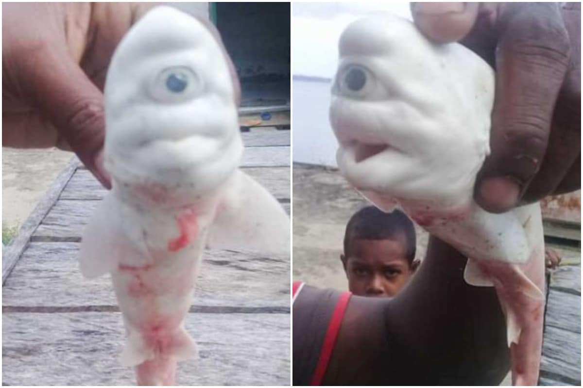 One-eyed, Baby Albino Shark Found in Coastal Indonesia is Reminding the Internet of Cyclops