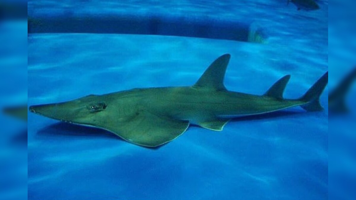 Ghost Ray Fish in Japanese Aquarium Since 1997 Declared a New Specie