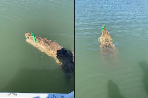 Watch: Fisherman Accidentally Hooks a Giant Crocodile and This is What ...