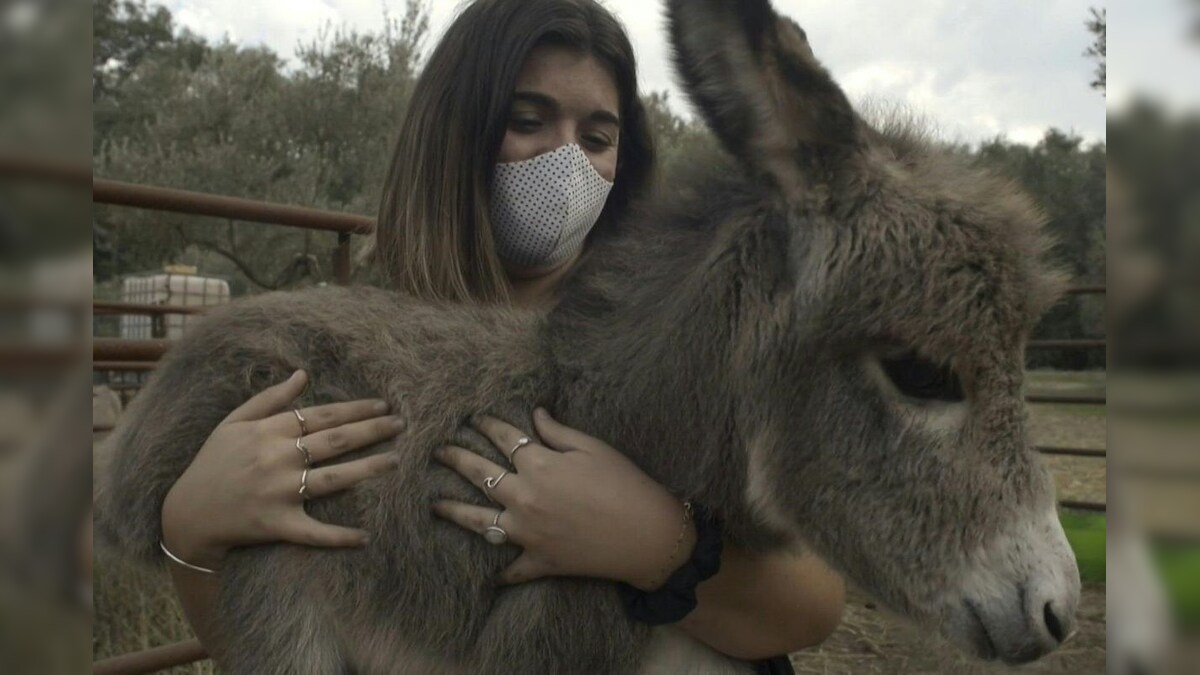 'Donkey Therapy' is Helping Exhausted Frontline Workers in Spain During the Coronavirus Pandemic