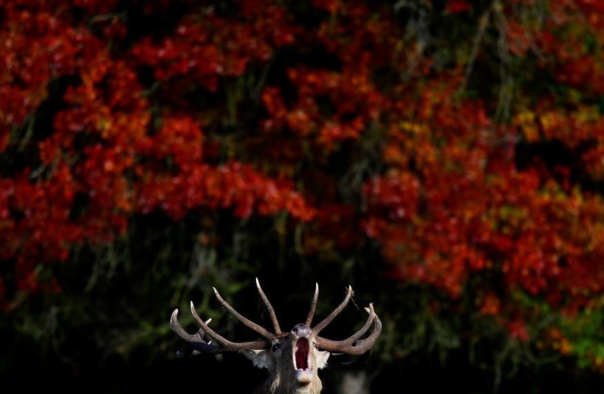 Photographers Capture Spectacular Fall Colors Around the World - News18