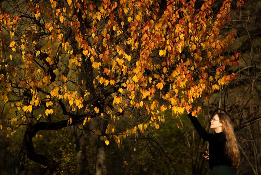Photographers Capture Spectacular Fall Colors Around the World - News18