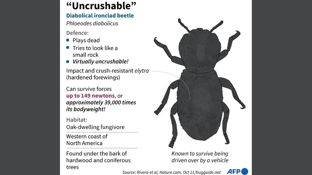 Beetles Can Withstand Being Run Over by a Car. What Makes the Tiny Creatures 'Uncrushable'?