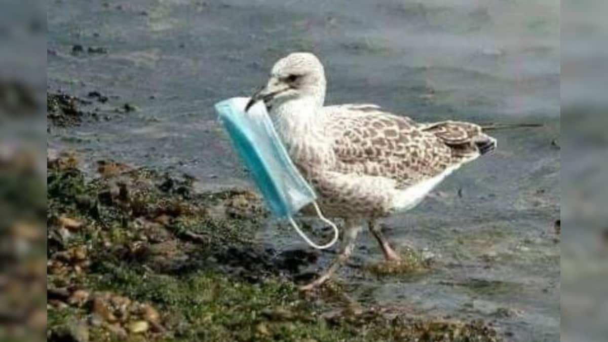 Photo of Seagull Carrying Face Mask is a Grim Reminder of How We 'Deal' With Our Waste