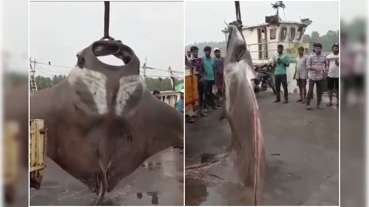 Mangalore Fisherman Catches Massive Manta Ray Fish Weighing 750kg