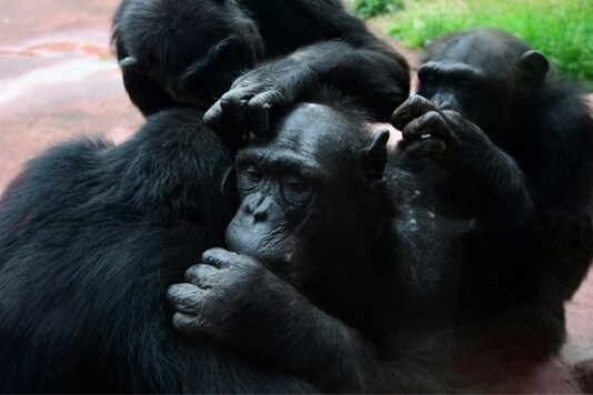 Male friends groom one another, hunt and share meat together, collectively patrol the boundaries of their territories, and form alliances to attain and keep high rank in their groups, which in turn leads to more individual reproductive success / AFP. 