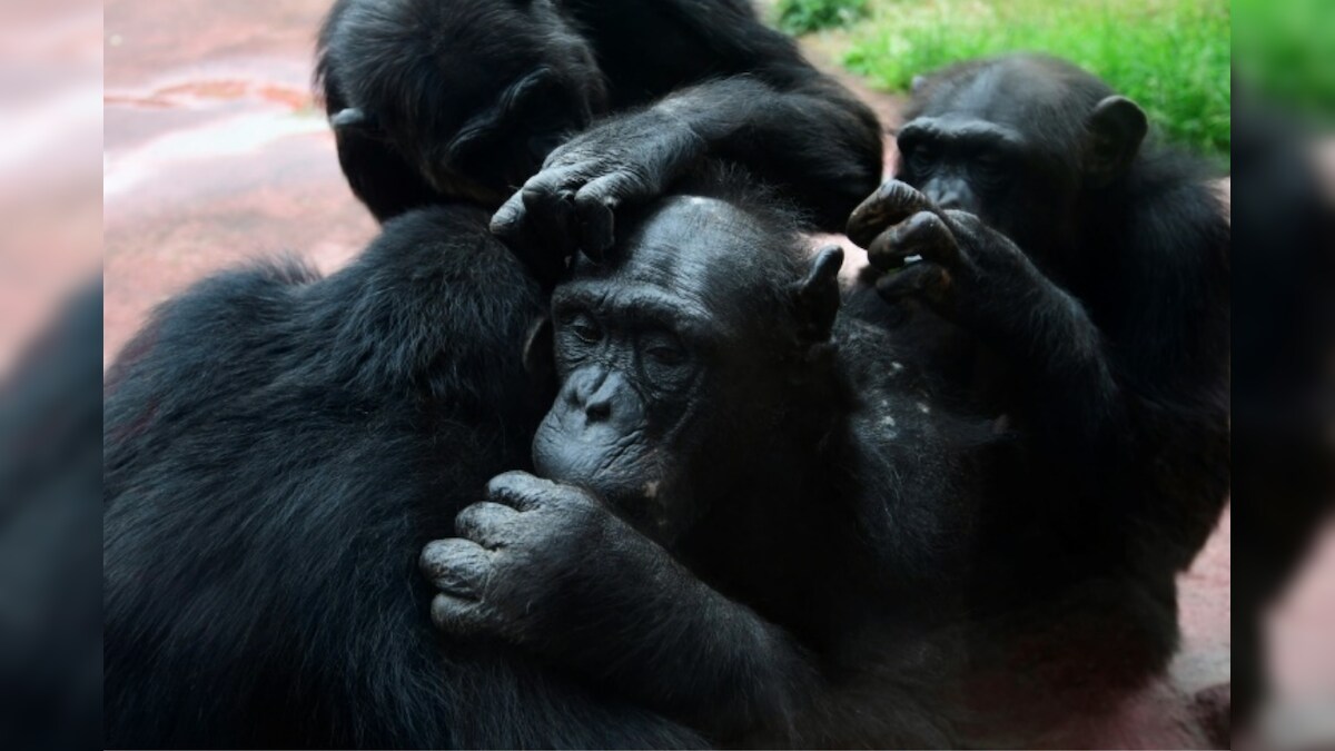 'Best Friends Forever': Like Humans, Ageing Chimpanzees Prioritize Important Friendships