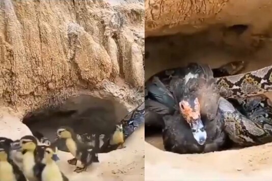 Video grab of duck saving her ducklings.
(Credit: Twitter/ @SudhaRamenIFS)

