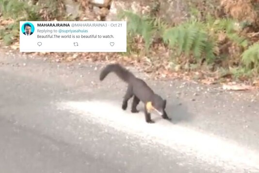 Nilgiri marten.