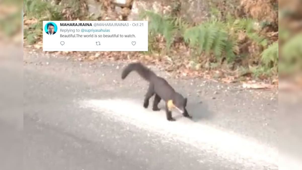 Watch: Rare Nilgiri Marten Spotted in Hilly Area Leaves Netizens in Awe