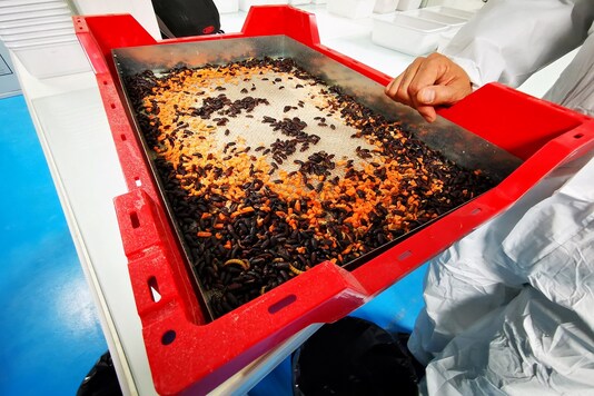 Adult mealworm beetles, which are used for reproduction, eat pieces of carrot in a container at the laboratory of the insect farm Ynsect, which harvests mealworms for bug-based animal food and fertilizer, in Dole, France, October 22, 2020. Picture taken October 22, 2020.  REUTERS/Ardee Napolitano