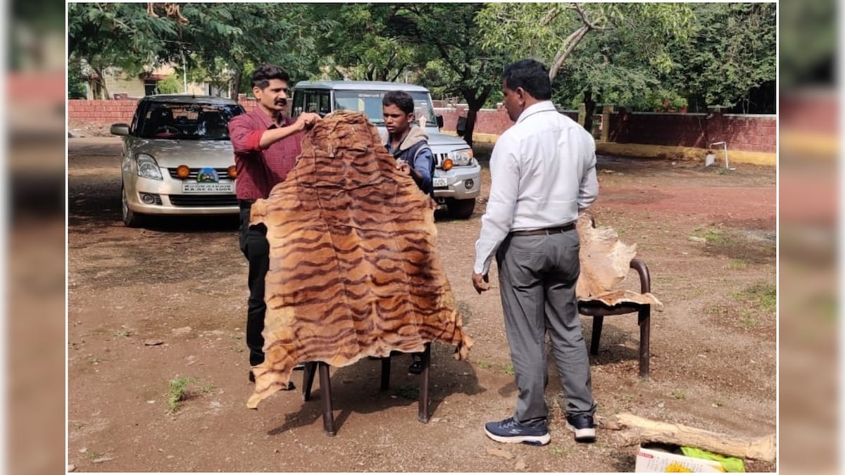 Karnataka Astrologer Arrested for Possessing Illegal Blackbuck and Tiger Skins, Claws at Home