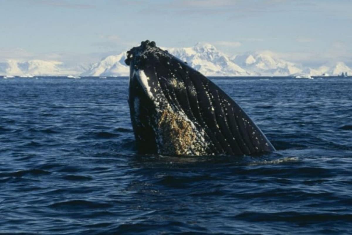 Whale Song is Helping Scientists Discover What Lies Far Underneath the Earth's Crust