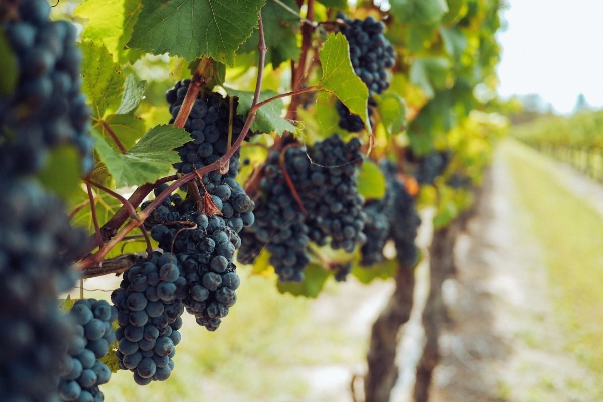 Thieves Steal Grapes Worth Nearly Rs 2.8 Lakh from Vineyard in Canada