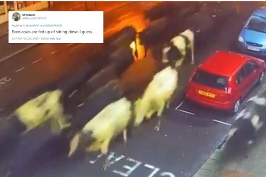Video grab of cows running on streets. 
