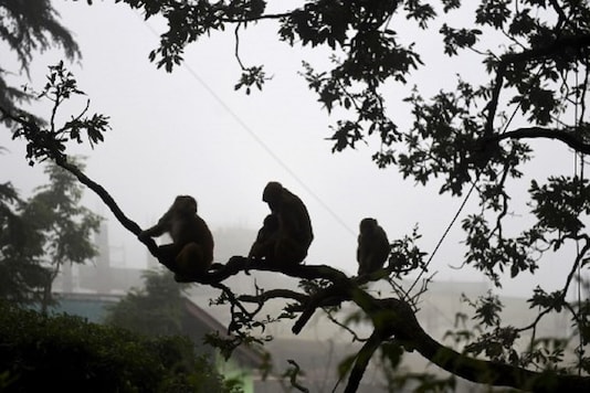 Mmonkeys sit on a tree next to a residential area in Shimla. (Photo by Money SHARMA / AFP)