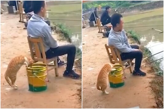 Sneaky Cat Tries to Steal Freshly Caught Fish from Angler's Bucket in Viral Video