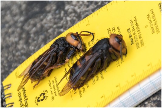 Murder hornets | Image credit: Reuters