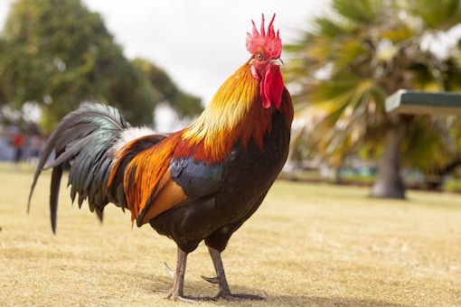 Philippine Police Chief Killed By Rooster While Trying To Break Up Illegal Cockfight News18 