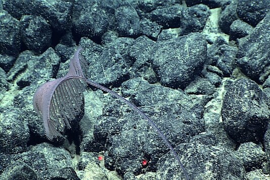 New Black Coral species Alternatipathes venusta is seen in this handout photo from 2015 obtained by Reuters. (Credit: REUTERS)