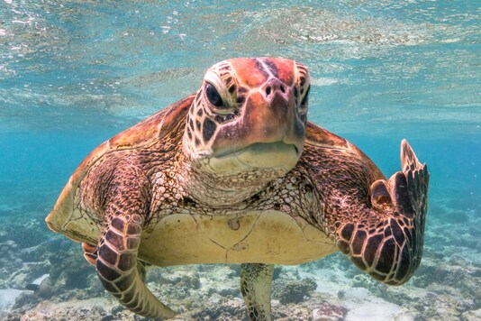 Image credits: Mark Fitzpatrick/Comedy Wildlife Photography Awards.