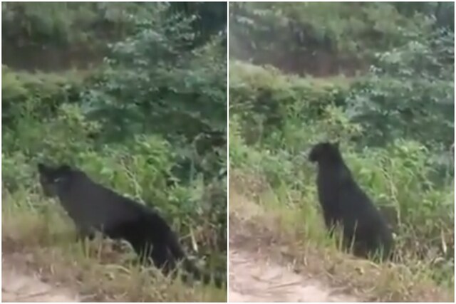 Rare Black Leopard Spotted in Africa for First Time in Over 100