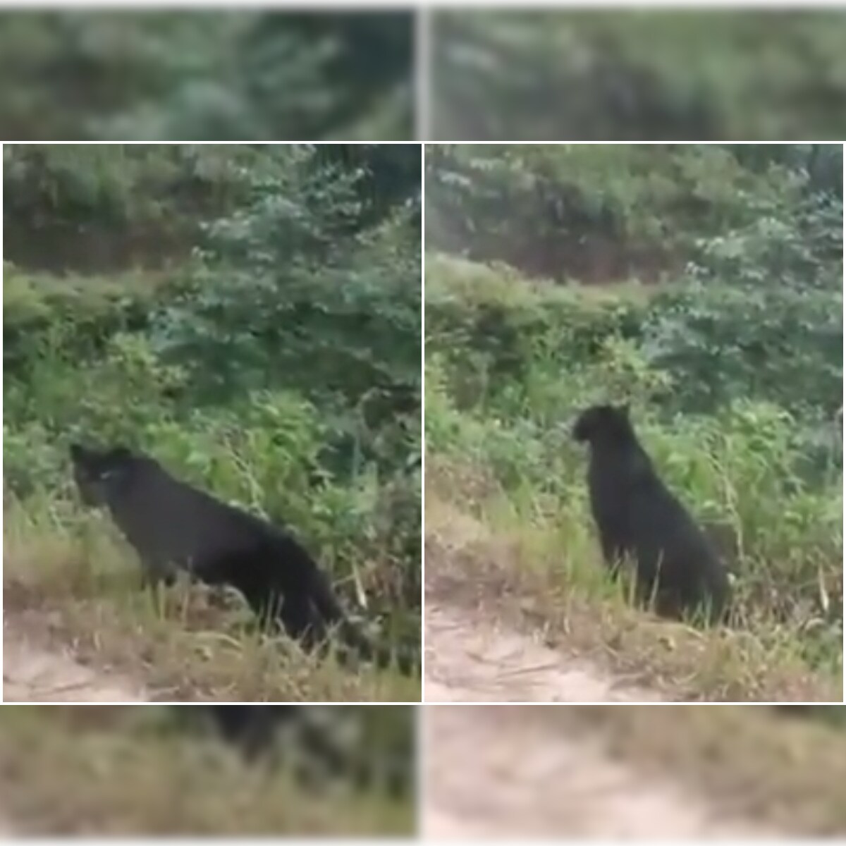 Rare Black Panther Spotted Casually Chilling on Forest Road in India, Viral Video Wows Twitter Rare Black Panther Spotted Casually Chilling on Forest Road in India, Viral Video Wows Twitter