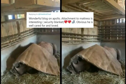 Watch: Orphan Baby Rhino Sleeps under His 'Comfort Blanket' in Heart-warming Video in Kenya