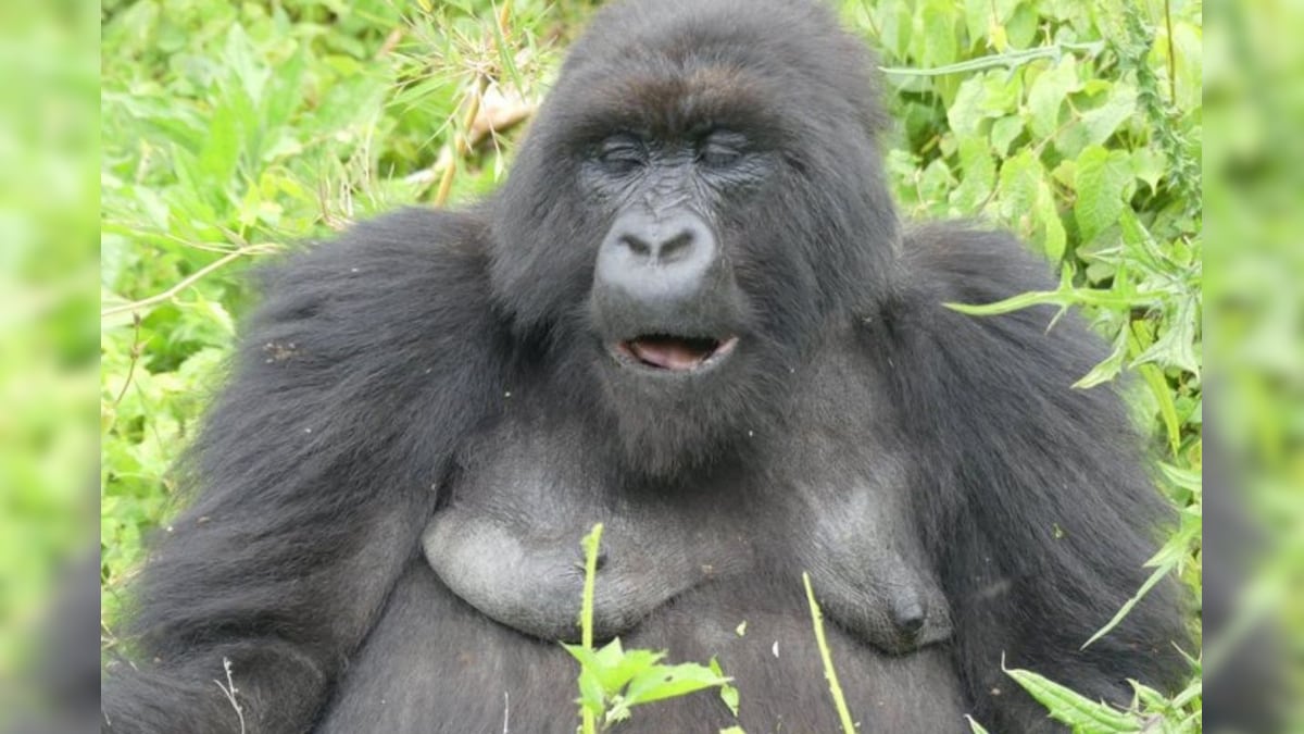 In 1st Known Case of Transmission to Great Apes, Gorillas at US Zoo Test Positive for Covid-19