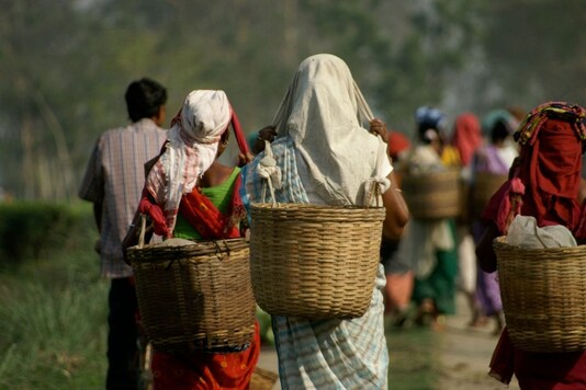 Rare Assam Tea Sells for Whopping Rs 75,000 Per Kg at Auction, Here's What Makes it Special