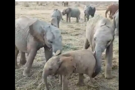 The post was shared by Sheldrick Wildlife Trust, a wildlife NGO which rescues and rehabilitates orphaned elephants in Kenya. (Credit : Sheldrick Wildlife Trust/Instagram) The post was shared by Sheldrick Wildlife Trust, a wildlife NGO which rescues and rehabilitates orphaned elephants in Kenya. (Credit : Sheldrick Wildlife Trust/Instagram)