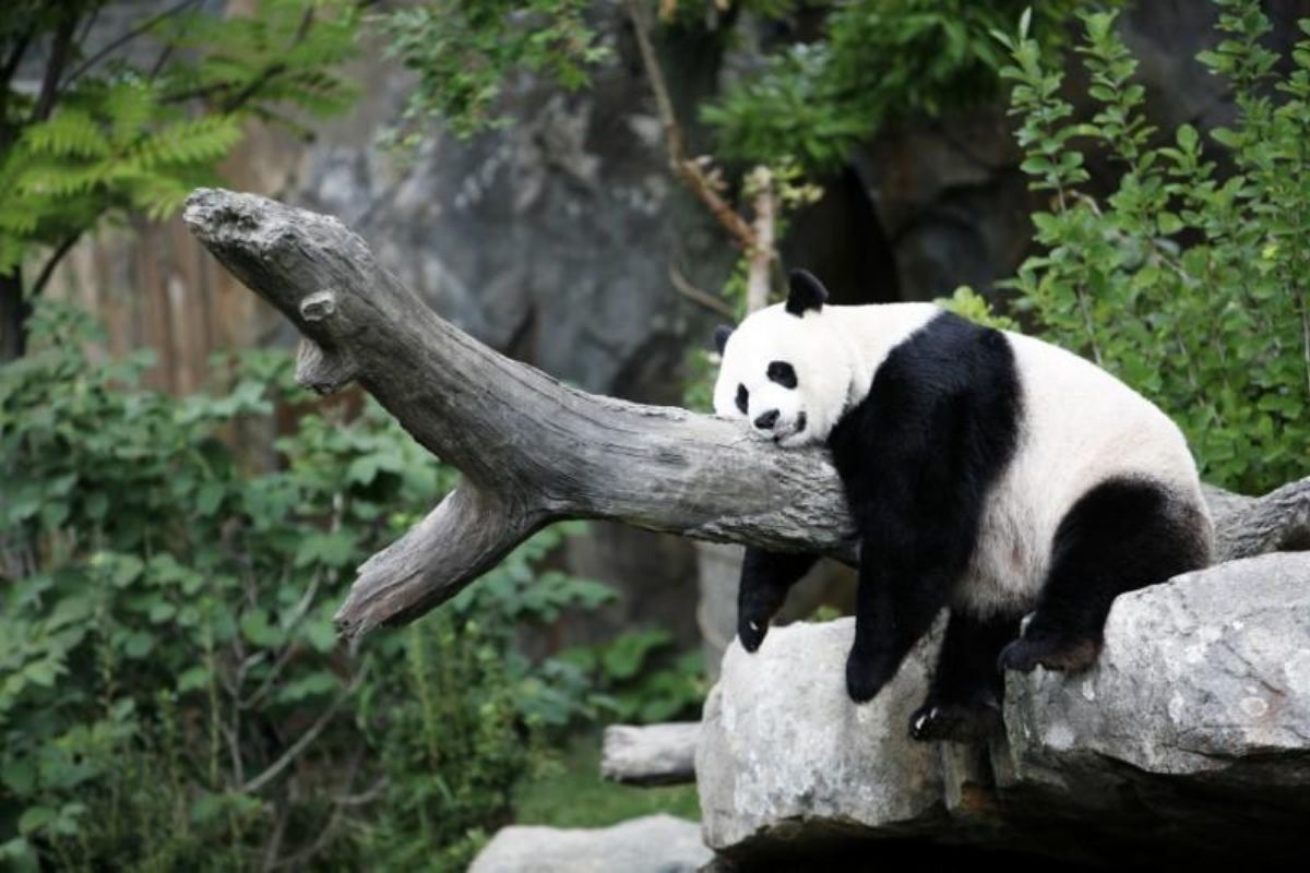 Ya Ya the panda returns home to China from Memphis Zoo
