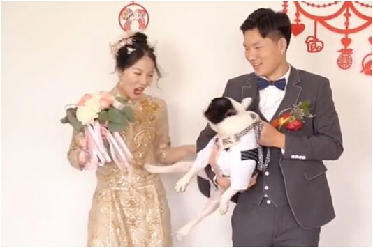 The two-year-old French Bulldog belonging to the bride stole the show at a wedding in China recently | Image credit: Twitter The two-year-old French Bulldog belonging to the bride stole the show at a wedding in China recently | Image credit: Twitter