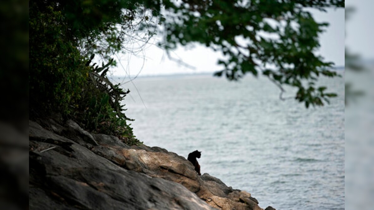 On Brazil’s Tropical Island Of Cats, Virus Led To Starvation News18