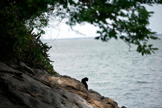 A cat rests on Furtada Island, popularly known as Island of the Cats, in Mangaratiba, Brazil, Tuesday, Oct. 13, 2020. Volunteers are working to ensure the stray and feral cats living off the coast of Brazil have enough food after fishermen saw the animals eating others' corpses, an unexpected consequence of the coronavirus pandemic after restrictions forced people to quarantine, sunk tourism, shut restaurants that dish up seafood and sharply cut down boat traffic around the island. (AP Photo/Silvia Izquierdo) A cat rests on Furtada Island, popularly known as Island of the Cats, in Mangaratiba, Brazil, Tuesday, Oct. 13, 2020. Volunteers are working to ensure the stray and feral cats living off the coast of Brazil have enough food after fishermen saw the animals eating others' corpses, an unexpected consequence of the coronavirus pandemic after restrictions forced people to quarantine, sunk tourism, shut restaurants that dish up seafood and sharply cut down boat traffic around the island. (AP Photo/Silvia Izquierdo)