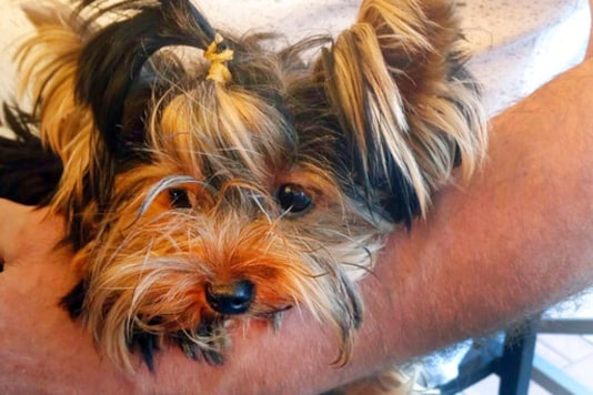 This undated photo provided by Elena Kurakova shows Uti-Puti Knopochka, a Yorkshire terrier that was among 11 dogs flown into the United States from Moscow via courier on Sept. 8, 2020. The dog died in September at a private facility at New York's John F. Kennedy International Airport used to hold animals from overseas that are denied entry by federal officials. A necropsy found that the dog tested positive for the highly contagious canine parvovirus. (Elena Kurakova via AP) This undated photo provided by Elena Kurakova shows Uti-Puti Knopochka, a Yorkshire terrier that was among 11 dogs flown into the United States from Moscow via courier on Sept. 8, 2020. The dog died in September at a private facility at New York's John F. Kennedy International Airport used to hold animals from overseas that are denied entry by federal officials. A necropsy found that the dog tested positive for the highly contagious canine parvovirus. (Elena Kurakova via AP)
