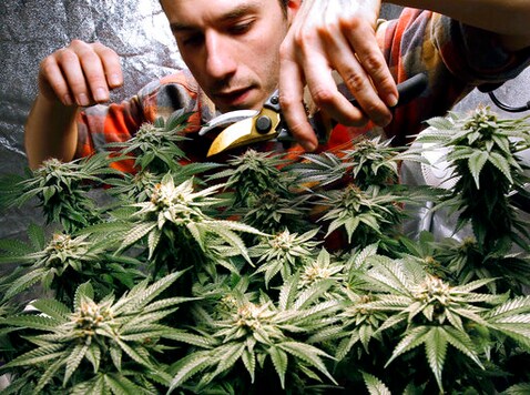 FILE - In this Dec. 13, 2017, file photo, James MacWilliams prunes a marijuana plant that he is growing indoors in Portland, Maine. Mainers are getting their first opportunity to legally buy marijuana for adult recreational use beginning Friday, Oct. 9, 2020, but the supply could be thin as retailers blame a limited number of licensed manufacturers for reducing the variety of products available. (AP Photo/Robert F. Bukaty, File) FILE - In this Dec. 13, 2017, file photo, James MacWilliams prunes a marijuana plant that he is growing indoors in Portland, Maine. Mainers are getting their first opportunity to legally buy marijuana for adult recreational use beginning Friday, Oct. 9, 2020, but the supply could be thin as retailers blame a limited number of licensed manufacturers for reducing the variety of products available. (AP Photo/Robert F. Bukaty, File)