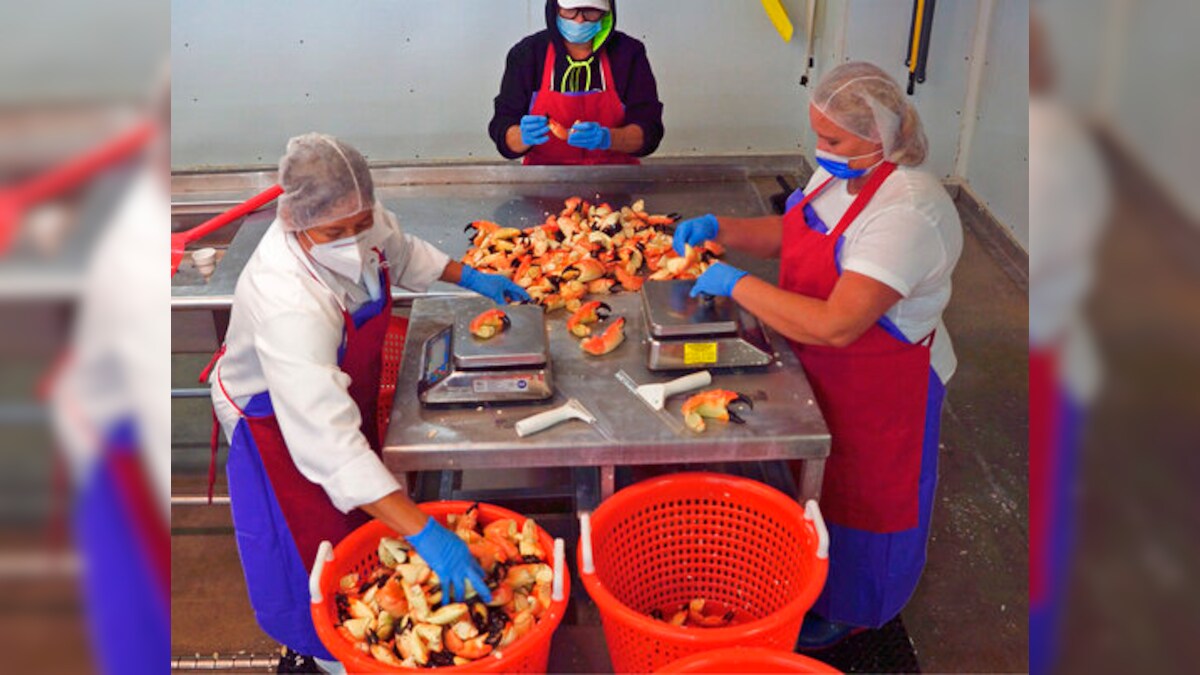 Annual Stone Crab Claw Harvest Begins In Florida