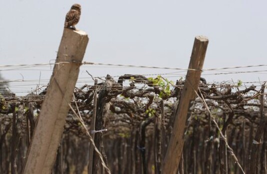 An owl stands over a dry vineyard Ica, Peru, Monday, Sept. 28, 2020. More than 500 Pisco producers have seen their sales collapse by half and thousands of grape growers have had their fields ruined because of the late harvests, because of the strict lockdown implemented to stop COVID-19. (AP Photo/Martin Mejia) An owl stands over a dry vineyard Ica, Peru, Monday, Sept. 28, 2020. More than 500 Pisco producers have seen their sales collapse by half and thousands of grape growers have had their fields ruined because of the late harvests, because of the strict lockdown implemented to stop COVID-19. (AP Photo/Martin Mejia)