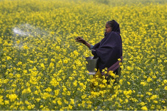 A farmer casts urea on her crops. (Reuters)